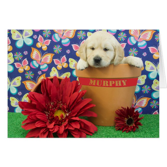 Murphy, foto van week 5 (Voorkant Horizontaal)