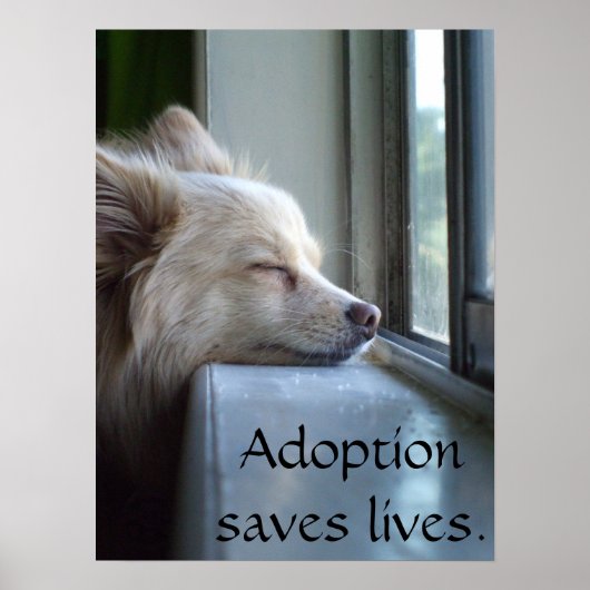 Murray Aangenomen Pommeren Poster (Voorkant)