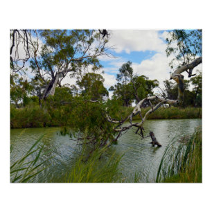Murray Australia, Tree Branches, Poster Perfect Poster
