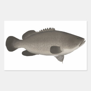 Murray Cod Rechthoekige Sticker