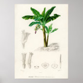 Musa Chinensis Poster (Voorkant)