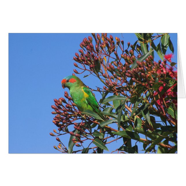 Musc Lorikeet (Devant Horizontal)