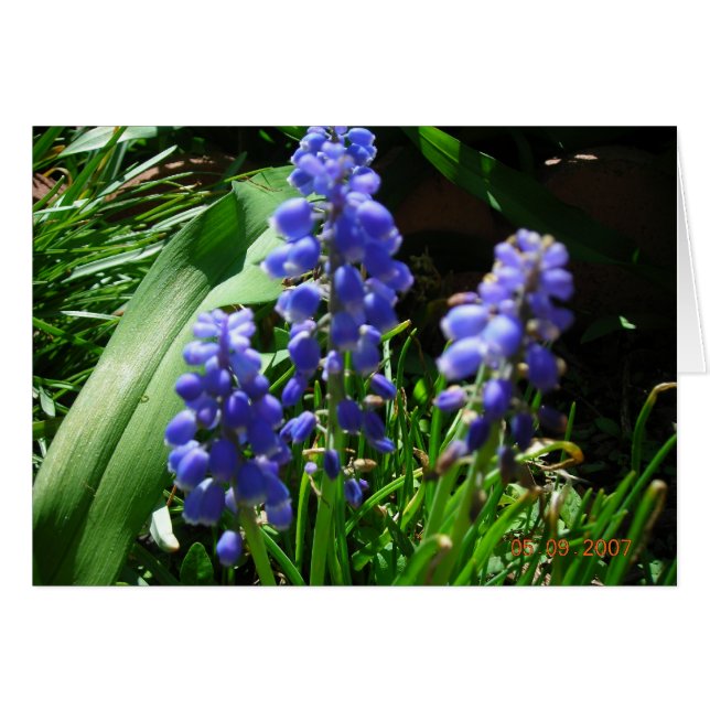 Muscari (Voorkant Horizontaal)