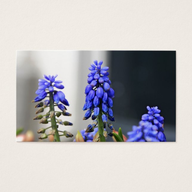muscari à grappe (Devant)
