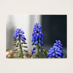 muscari à grappe