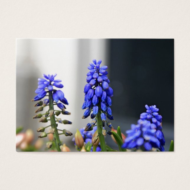 muscari à grappe (Devant)