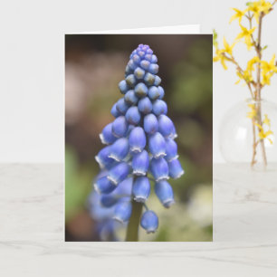 Muscari Armeniacum, Grape Hyacinth Card Kaart