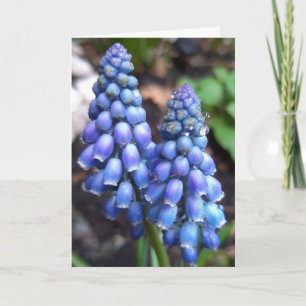 Muscari Armeniacum , Grape Hyacinth met Raindrops Kaart
