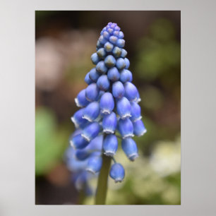 Muscari Armeniacum, Grape Hyacinth Poster
