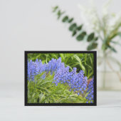 Muscari Briefkaart (Staand voorkant)