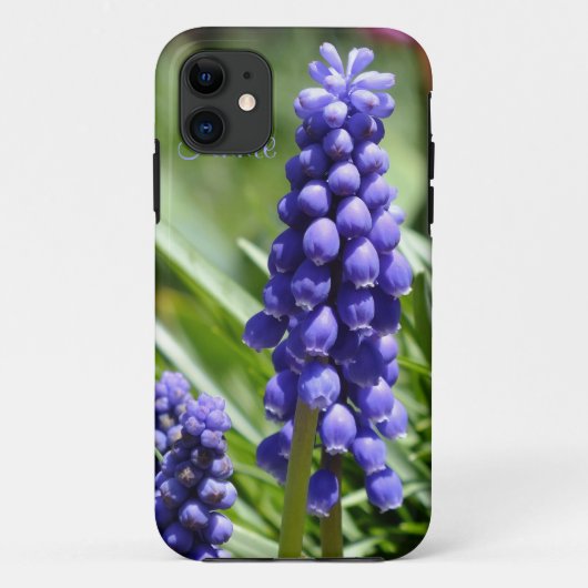 Muscari (Grape Hyacinth) iPhone 5 Coque (Dos)