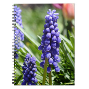 Muscari (Grape Hyacinth) notitieboek