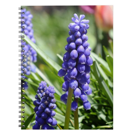 Muscari (Grape Hyacinth) notitieboek (Voorkant)