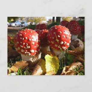 Muscaria van de amaniet briefkaart