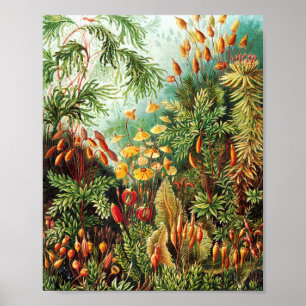 Muscinae illustratie van Ernst Haeckel Poster