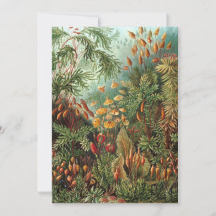  Muscinae, Mos Planten door Ernst Haeckel Kaart