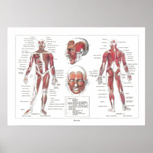 Muscle Anatomy Poster in French