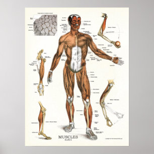 Muscles Anatomy Anatomical Chart Poster