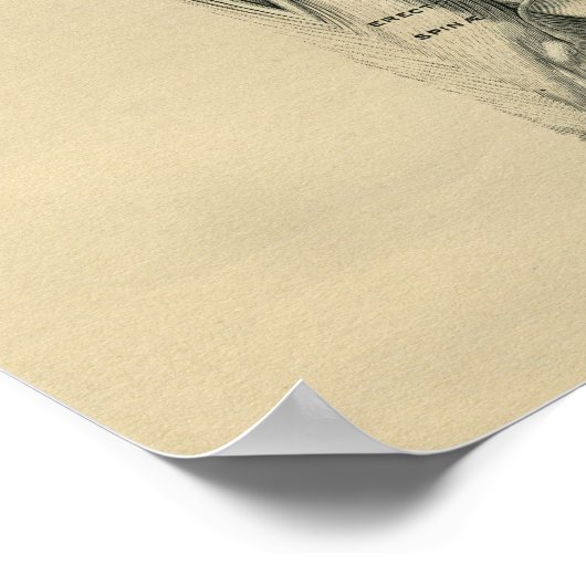 Muscles de dos humains Anatomie 1902 Impression Vi (Coin)