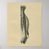 Muscles de dos humains Anatomie 1902 Impression Vi (Devant)