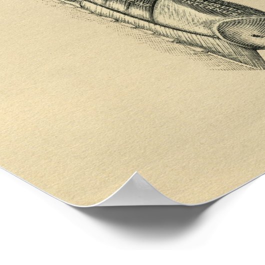 Muscles de dos humains Anatomie 1902 Impression Vi (Coin)