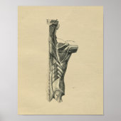 Muscles de dos humains Anatomie 1902 Impression Vi (Devant)