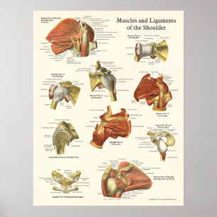 Muscles et affiche d'anatomie d'épaule de