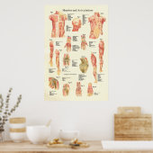 Muscles et Articulations Poster de l'anatomie huma (Cuisine)