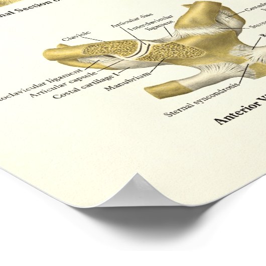 Muscles & Ligaments Poster d'anatomie de l'épaule (Coin)