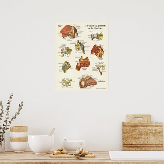 Muscles & Ligaments Poster d'anatomie de l'épaule (Cuisine)