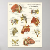 Muscles & Ligaments Poster d'anatomie de l'épaule (Devant)