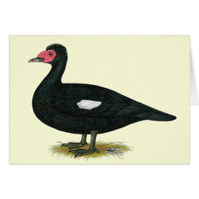 Muscovy Black Drake (Devant Horizontal)
