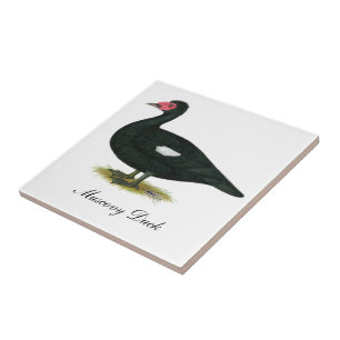Muscovy Black Drake Tegeltje