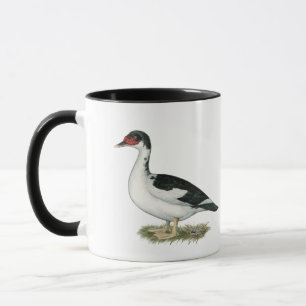 Muscovy Black Pied Duck Mok