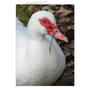 Muscovy blanc Hen