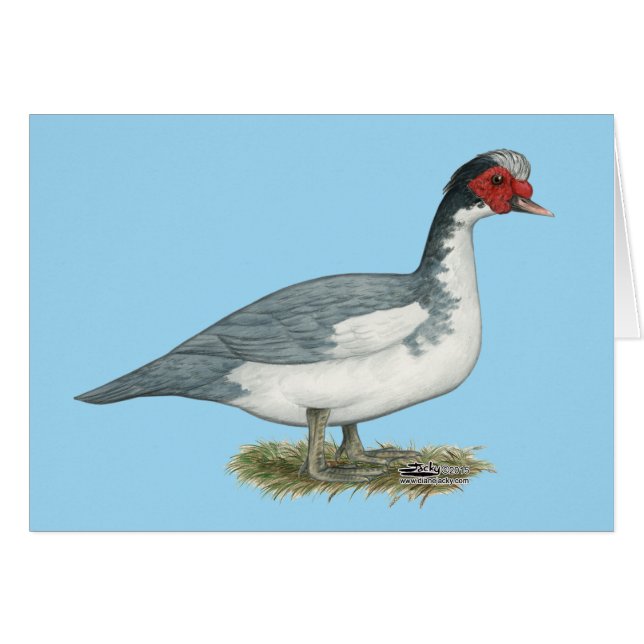Muscovy Blue Pied Drake (Devant Horizontal)