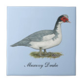 Muscovy Blue Pied Drake Tegeltje (Voorkant)