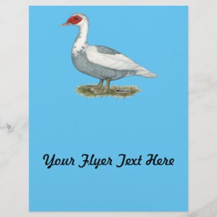 Muscovy Blue Pied Duck Flyer