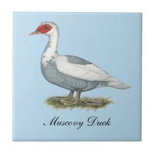 Muscovy Blue Pied Duck Tegeltje