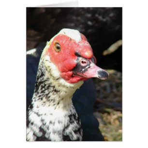 Muscovy Drake