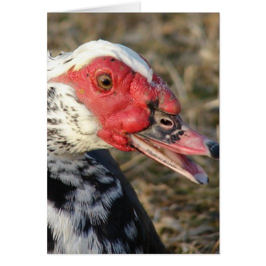 Muscovy Drake (Devant)