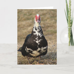 Muscovy Drake Kaart
