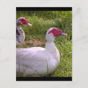 Muscovy Drakes postkaarten