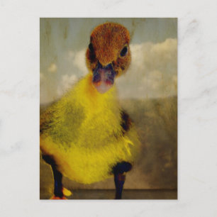 Muscovy Dreamweaver' Briefkaart