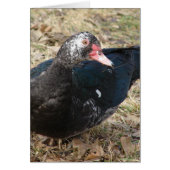 Muscovy Duck (Voorkant)