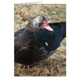Muscovy Duck
