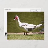 Muscovy Duck Briefkaart (Voorkant / Achterkant)