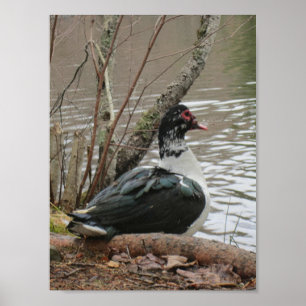 Muscovy Duck by Pond Poster