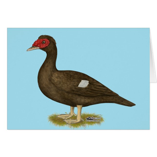 Muscovy Duck Chocolade (Voorkant Horizontaal)