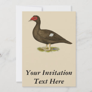 Muscovy Duck Chocolade Kaart